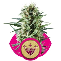 Special Kush #1 - Royal Queen Seeds