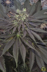 Chill-Om Reg. - Mandala Seeds