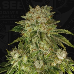 MK-Ultra Kush - T.H. Seeds