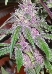 Pakistan Chitral Kush Reg. - ACE Seeds