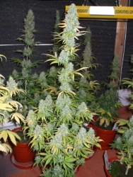 Power Plant Reg. - Dutch Passion