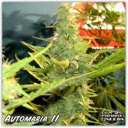 Automaria II - Paradise Seeds