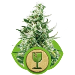 Royal Critical Automatic - Royal Queen Seeds