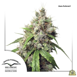 Auto Euforia - Dutch Passion