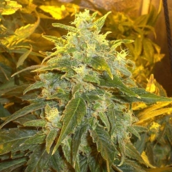 Northern Light - Nirvana Seeds