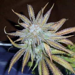 Blue Mystic - Nirvana Seeds