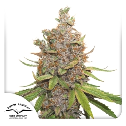 Auto Glueberry O.G. - Dutch Passion