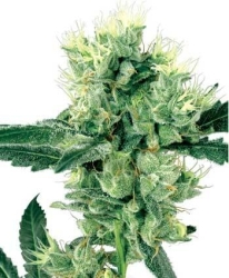 White Skunk - White Label Seeds