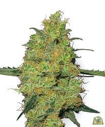 Master Kush Reg. - White Label Seeds