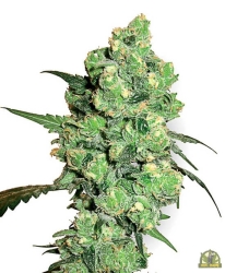 Super Skunk - White Label Seeds