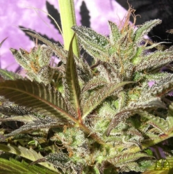 Orient Express Reg. - ACE Seeds