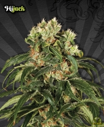 Hijack - Auto Seeds