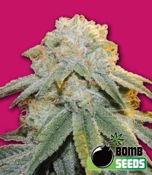 Bubble Bomb - Bomb Seeds