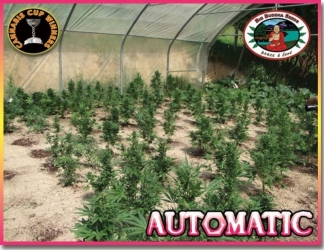 Cheese Automatic - Big Buddha Seeds