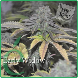 Early Widow - élite Seeds