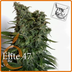 Elite 47 - élite Seeds