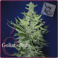 Goliat Auto - élite Seeds