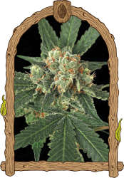 Blue Monkey - Exotic Seeds