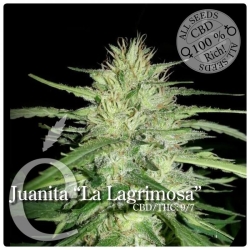 Juanita La Lagrimosa CBD - éLite Seeds