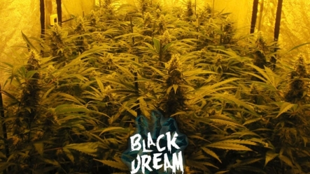 Black Dream - Eva Seeds