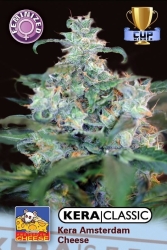 Amsterdam Cheese - Kera Seeds