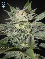 King's Kush CBD - GreenHouse Seeds