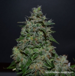 AK Kush Express - Kalashnikov Seeds