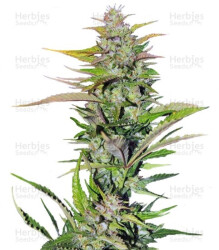 Black Jack F1 Fast Version (Sweet Seeds) Cannabis-Samen