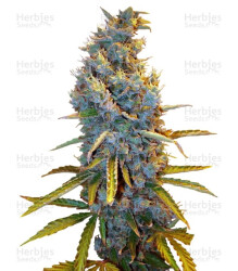 Cream Caramel (Sweet Seeds) Cannabis-Samen