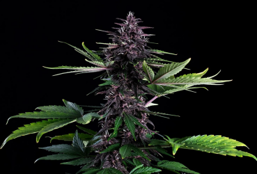 Swiss Dream Rose CBD Auto - Kannabia Seeds