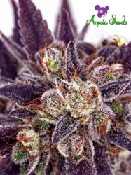 Purple Domina Auto - Anesia Seeds