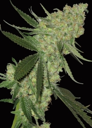 Big Stilton Auto - Big Head Seeds