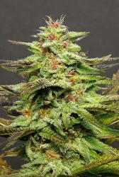 Julie's Cookies - Big Head Seeds