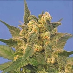 Indica XXL - Sagarmatha Seeds