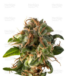 Auto Fresh Candy (Pyramid Seeds) Cannabis-Samen