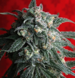 A-Train - T.H. Seeds