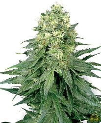 White Widow - White Label Seeds