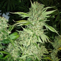 Brazil Amazonia Reg. - World of Seeds