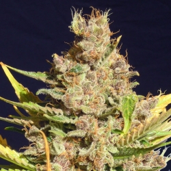 Alien Gorilla - Original Sensible Seeds