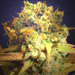 Dr. Bruce Banner CBD - Original Sensible Seeds