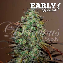 Eleven Roses Early Version - Delicious Seeds