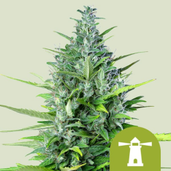 Royal Haze Automatic - Royal Queen Seeds