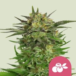 Haze Berry - Royal Queen Seeds