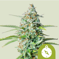 Northern Light Automatic - Royal Queen Seeds