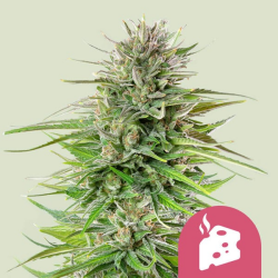 Blue Cheese - Royal Queen Seeds