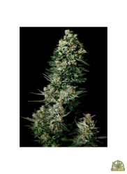 Chocolute F2 Reg. - Absolute Cannabis Seeds