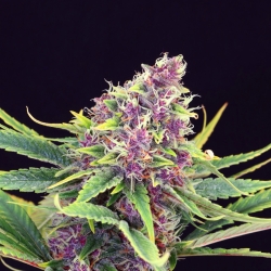 Purple Kush - Kannabia Seeds