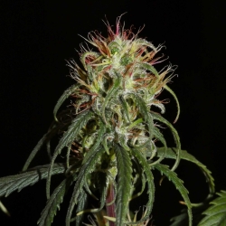 Siberian Ruderalis regulär - Khalifa Genetics