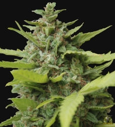 Kiss Dragon - Samsara Seeds