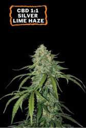 CBD Silver Lime Haze Auto - Seedstockers